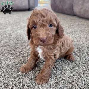 Cooper – Mini F1b, Cockapoo Puppy