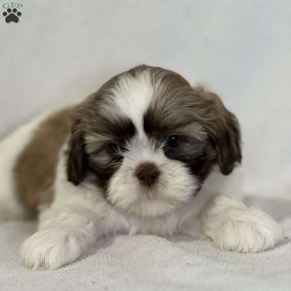 Angel, Shih Tzu Puppy