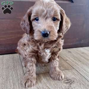 Benny – Mini F1b, Cockapoo Puppy