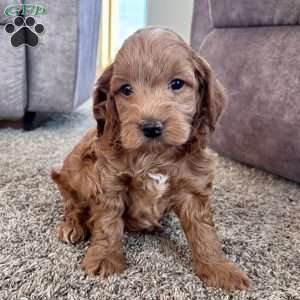 Benny – Mini F1b, Cockapoo Puppy