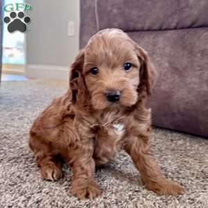 Benny – Mini F1b, Cockapoo Puppy