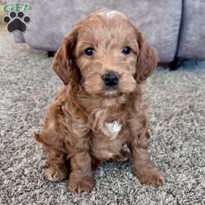 Benny – Mini F1b, Cockapoo Puppy