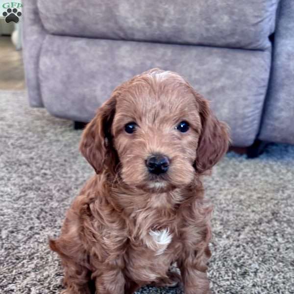 Benny – Mini F1b, Cockapoo Puppy