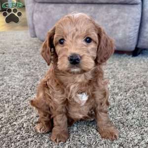 Benny – Mini F1b, Cockapoo Puppy