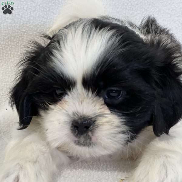 Aurora, Shih Tzu Puppy