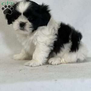 Aurora, Shih Tzu Puppy
