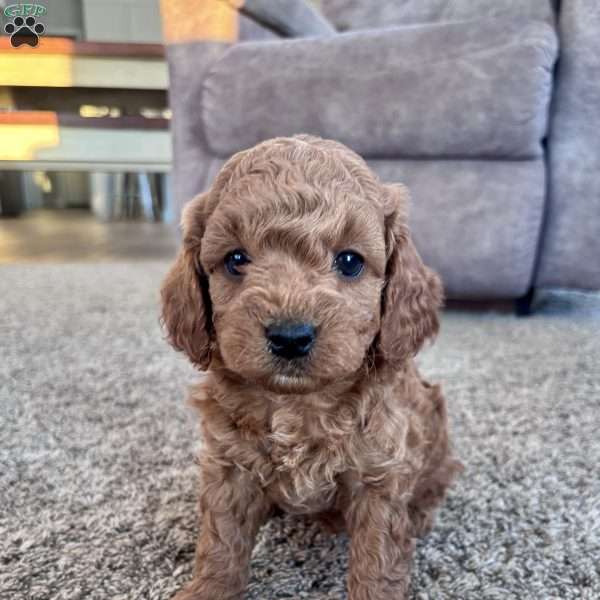 Tucker – Mini F1b, Cockapoo Puppy