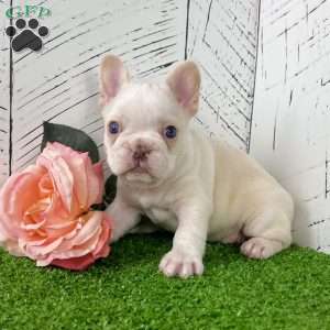 Crystal, French Bulldog Puppy
