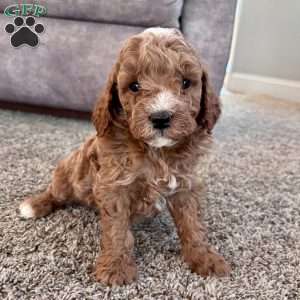 Maverick – Mini F1b, Cockapoo Puppy