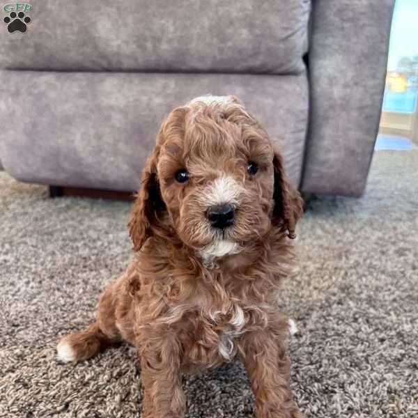 Maverick – Mini F1b, Cockapoo Puppy