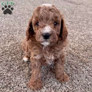 Maverick – Mini F1b, Cockapoo Puppy