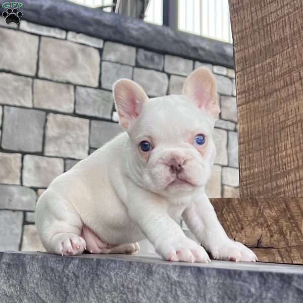 Crystal, French Bulldog Puppy