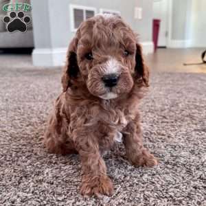 Maverick – Mini F1b, Cockapoo Puppy