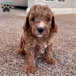 Maverick – Mini F1b, Cockapoo Puppy