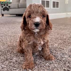 Maverick – Mini F1b, Cockapoo Puppy