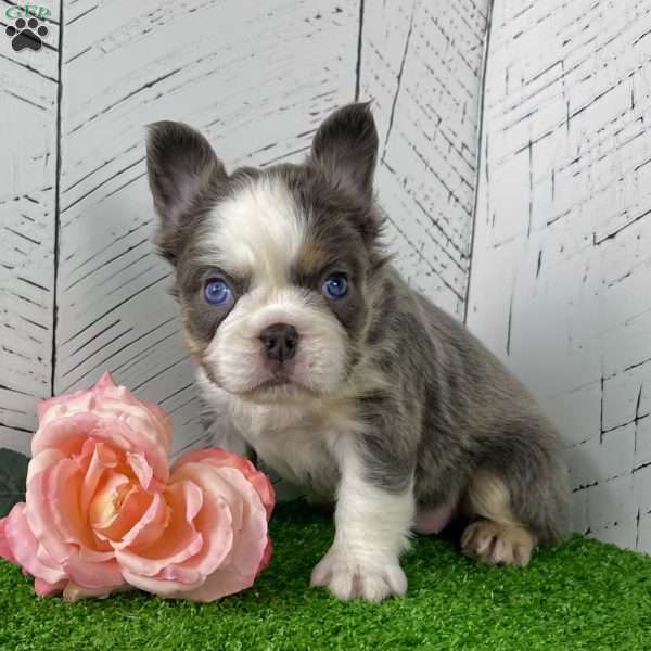 Candi, French Bulldog Puppy