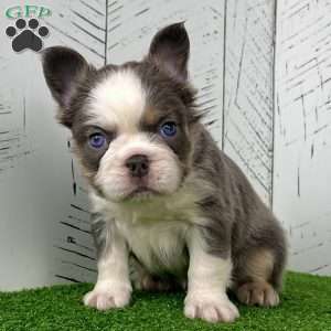 Candi, French Bulldog Puppy