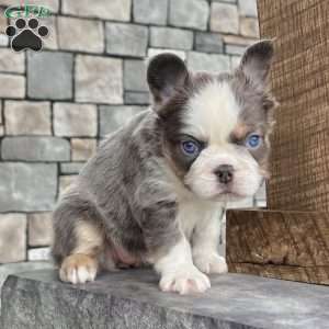 Candi, French Bulldog Puppy