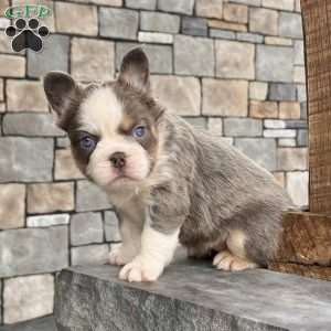 Candi, French Bulldog Puppy