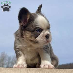 Candi, French Bulldog Puppy