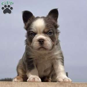 Candi, French Bulldog Puppy
