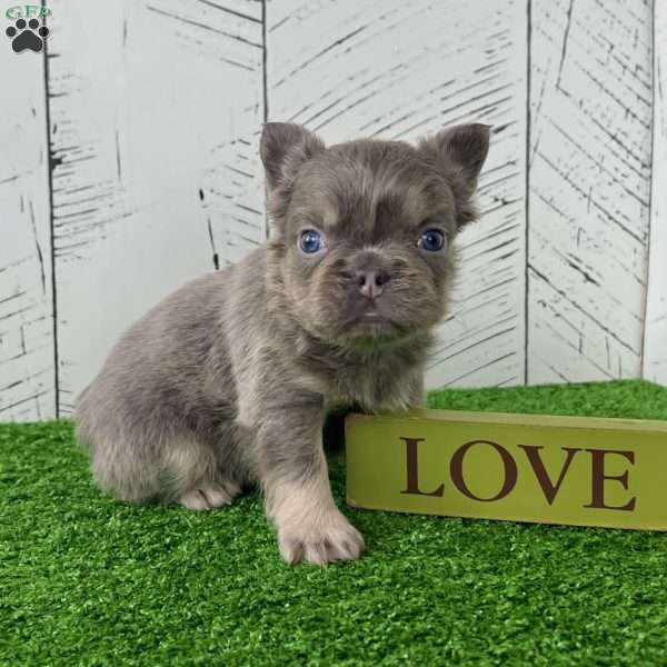 Chubby, French Bulldog Puppy