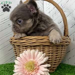 Chubby, French Bulldog Puppy