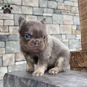 Chubby, French Bulldog Puppy