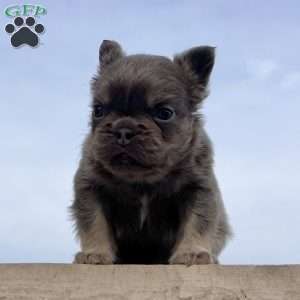 Chubby, French Bulldog Puppy