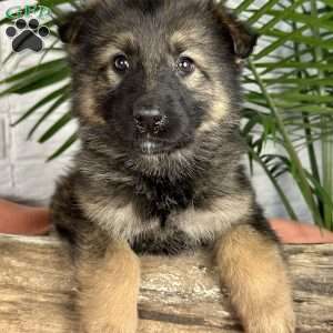Oakley, German Shepherd Puppy