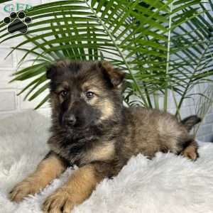 Oakley, German Shepherd Puppy
