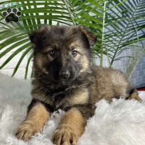 Oakley, German Shepherd Puppy