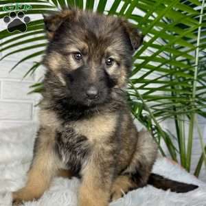 Oakley, German Shepherd Puppy
