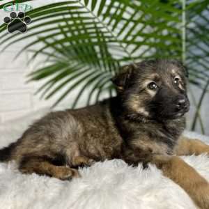 Oakley, German Shepherd Puppy
