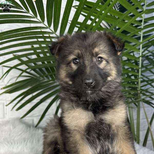 Oakley, German Shepherd Puppy
