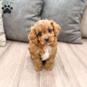 Rambo, Cavapoo Puppy