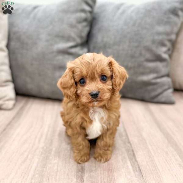 Rambo, Cavapoo Puppy