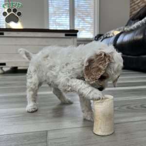 Luke Skywalker, Cockapoo Puppy