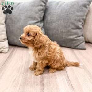 Rambo, Cavapoo Puppy