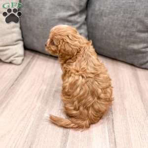 Rambo, Cavapoo Puppy