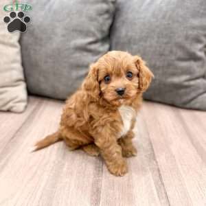 Rambo, Cavapoo Puppy