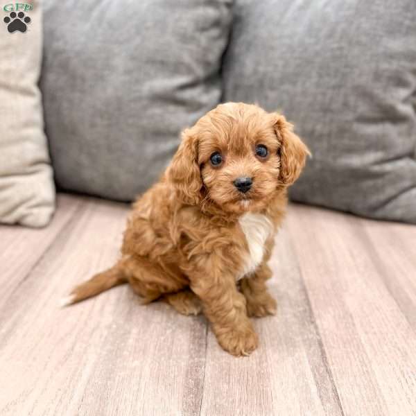 Rambo, Cavapoo Puppy