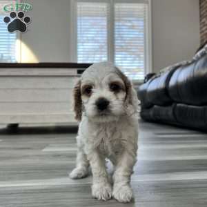 Luke Skywalker, Cockapoo Puppy