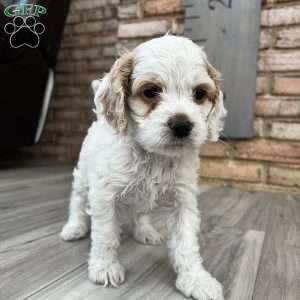 Luke Skywalker, Cockapoo Puppy