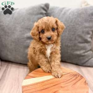 Rambo, Cavapoo Puppy