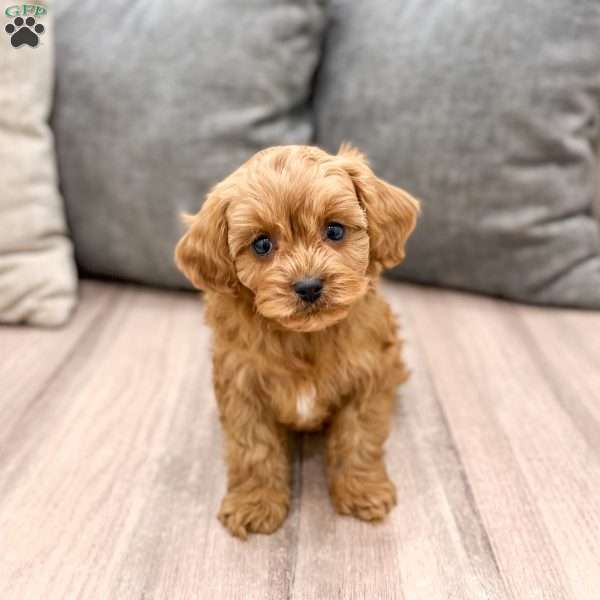 Rusty, Cavapoo Puppy