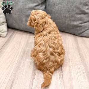 Rusty, Cavapoo Puppy