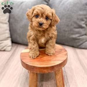 Rusty, Cavapoo Puppy