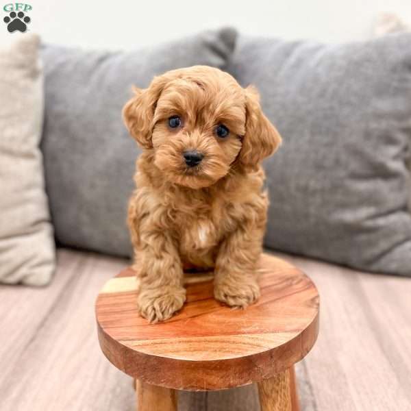 Rusty, Cavapoo Puppy
