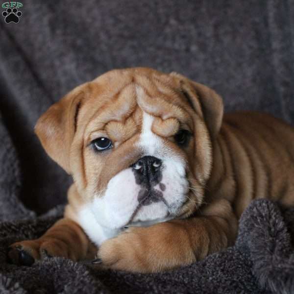 Penny, English Bulldog Puppy